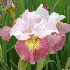 Iris Sibirica Sugar Rush