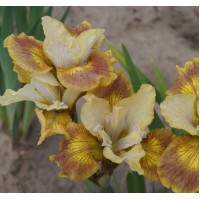 Iris Sibirica Sun Grooves