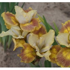 Iris Sibirica Sun Grooves