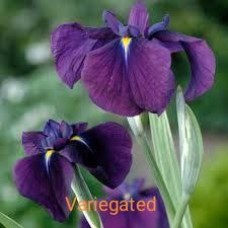 Iris Ensata Variegated