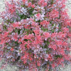 Thunbergi kukerpuu Atropurpurea Nana