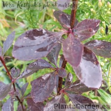 Thunbergi kukerpuu Atropurpurea