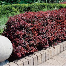 Barberry ’Atropurpurea’