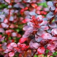 Raugerškis tunbergo Darts Red Lady