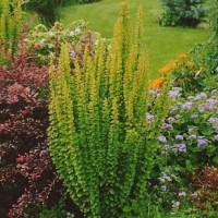 Thunbergi kukerpuu Erecta