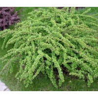 Raugerškis tunbergo Green Carpet