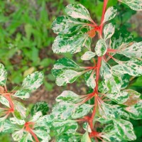 Thunbergi kukerpuu Natasza