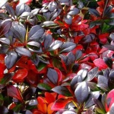 Barberry Red Jewel