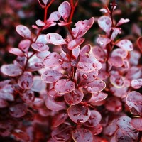 Japanese barberry Red Pillar