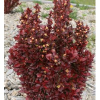 Japanese barberry Red Tower