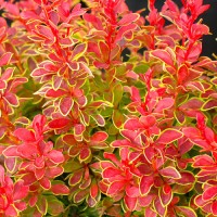 Japanese barberry Vulcano