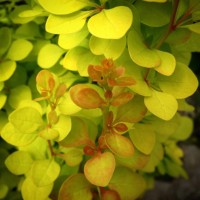 Thunbergi kukerpuu Yellow Tower