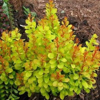 Thunbergi kukerpuu Golden Carpet