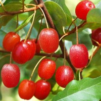 Hõbepuu (Elaeagnus multiflora)