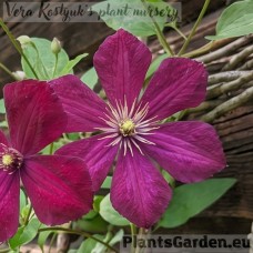 Клематис 'Sweet Summer Love'