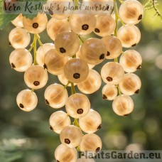 White currant 'Versailles Blanche'