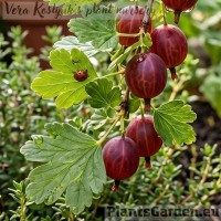 Gooseberry 'Hinnonmäe red'