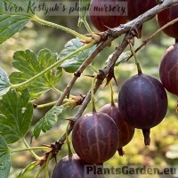 Gooseberry 'Must Neegus'
