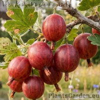 Gooseberry 'Pax'