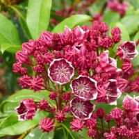 Laialehine kalmia KALEIDOSCOPE