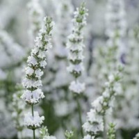 Lavendel Edelweiss