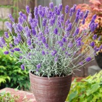 Lavendel Grosso