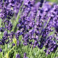 Lavendel Hidcote Blue-Strain