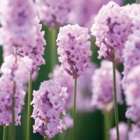 Lavendel Rosea