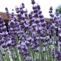 Lavendel Vera