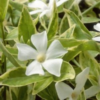 Väike igihali Alba Variegata