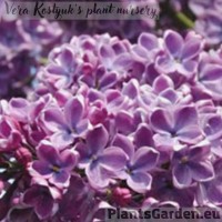 Сирень обыкновенная 'Ленинградская симфония'