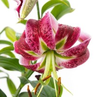 Lily Black Beauty