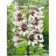 Cardiocrinum Giganteum