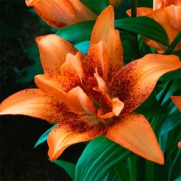 Liilia Double Love Suur pakend