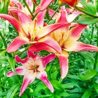 Lily Easy Dream