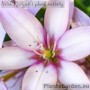 Lily Easy Waltz