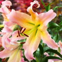 Лилия Elusive большая упаковка