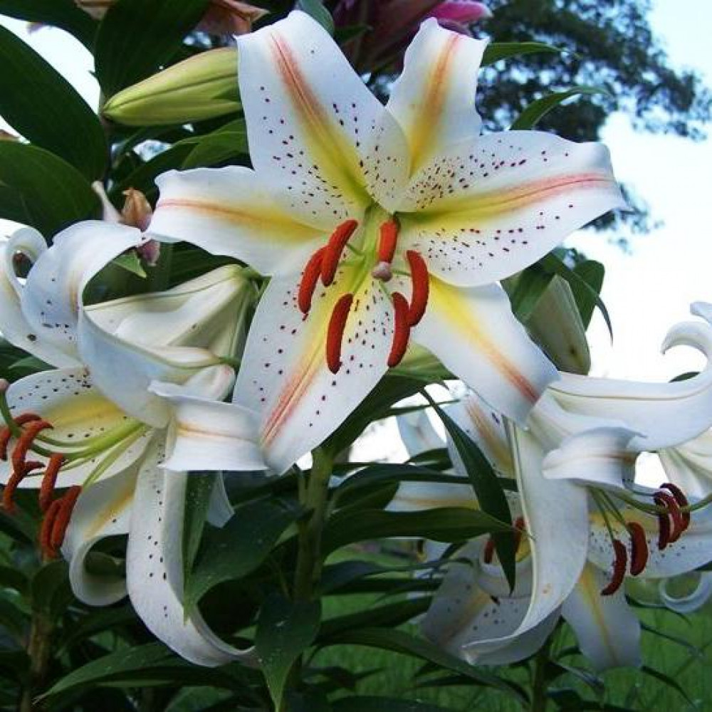 Liilia Garden Party Suur pakend Liilia Garden Party Suur pakend