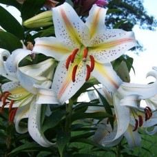 Lily Garden Party big pack