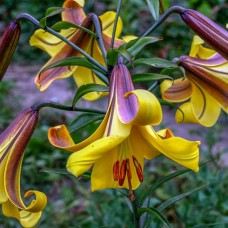 Lily Golden Splendor