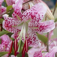 Liilia Rubrum Uchida