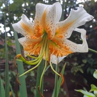 Liilia Lady Alice Suur pakend