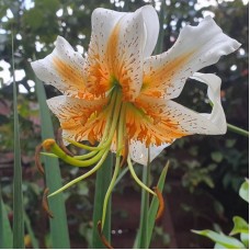 Lily Lady Alice Big Pack