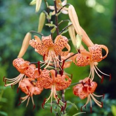 Liilia Lancifolium Splendens