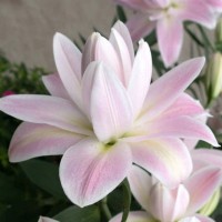 Liilia Lotus Breeze