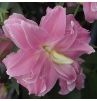 Liilia Lotus Joy Big Pack