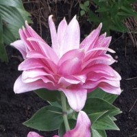 Liilia Lotus Queen  Suur pakend