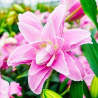 Lily Lotus Spring