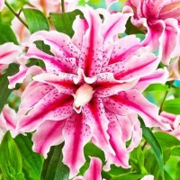 Liilia Magic Star