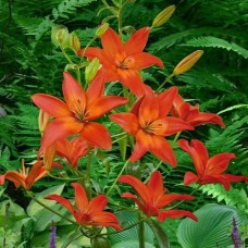 Liilia Mandarin Star